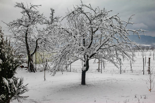 Countryside detail in a winter