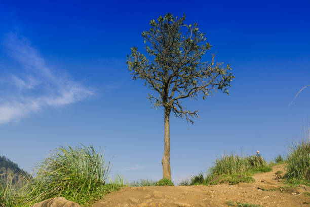 splendida vista dalla piccola vetta adams in sri lanka. sfondo naturale fresco. alta montagna con alberi, cielo blu. - 24248 foto e immagini stock