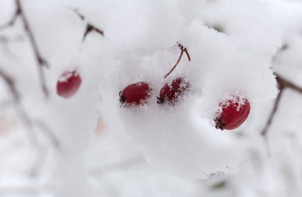 istock Hawthorn fruits on branch covered with snow at selective focus 1083635070
