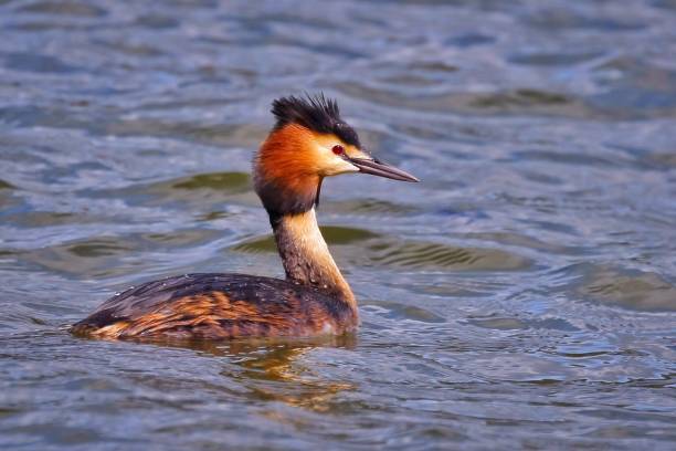 istock Great creased grebe on water 1083635674