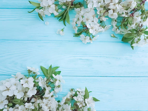 istock Blooming branch of cherry on a blue wooden background, frame 1083637536