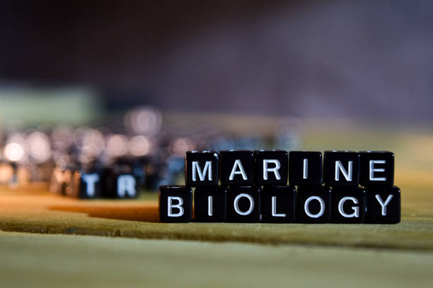 istock MARINE BIOLOGY concept wooden blocks on the table 1083637604