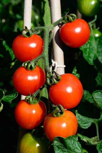istock Alicante tomatoes ripening on the plant. 1083637664