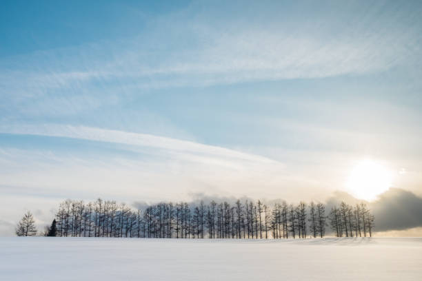 istock A long range of pine trees under the sunset and bright blue sky and nice clouds. 1083637836