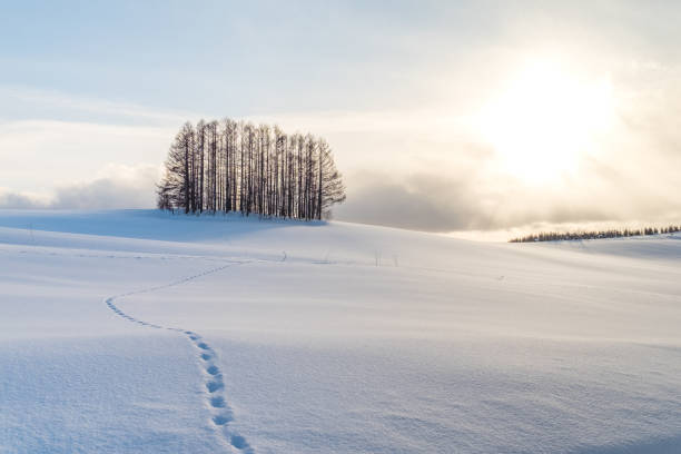 istock A small pine forest under the sunset and foot step on the white shinny snow. 1083637840