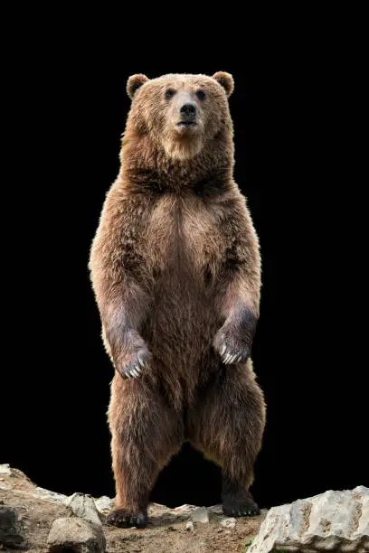 Brown bear (Ursus arctos) standing on his hind legs on the black background