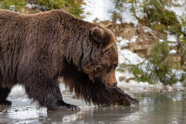 istock Big brown bear in winter forest 1083637956