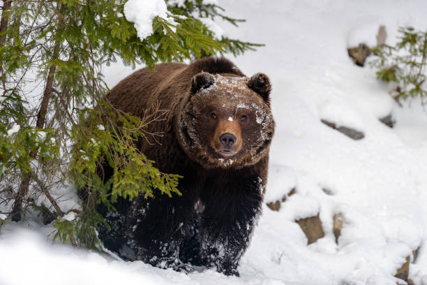 istock Big brown bear in winter forest 1083637970