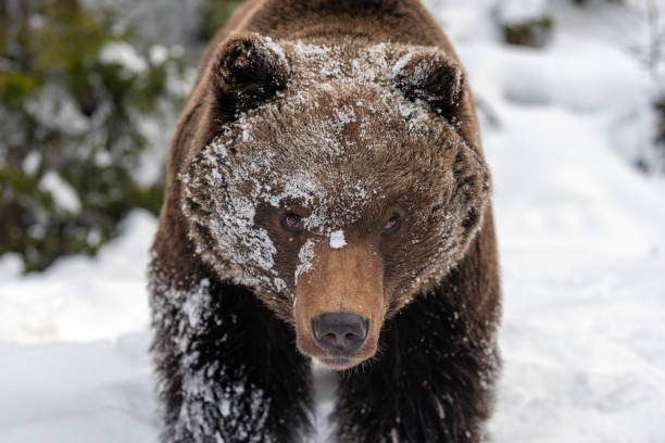 istock Big brown bear in winter forest 1083637972