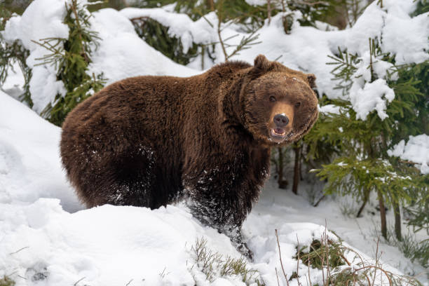 istock Big brown bear in winter forest 1083637976