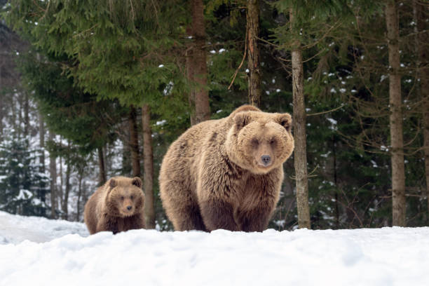 istock Bears family goes through the forest 1083637980