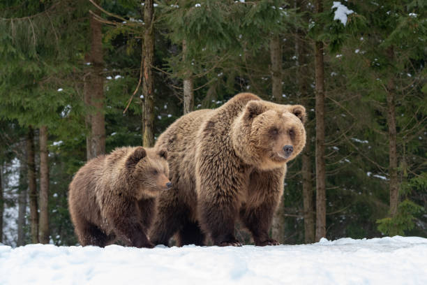 istock Bears family goes through the forest 1083638000