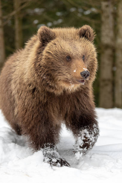 istock Wild brown bear cub closeup in forest 1083638004