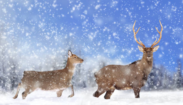 istock Close young deer in nature 1083638024
