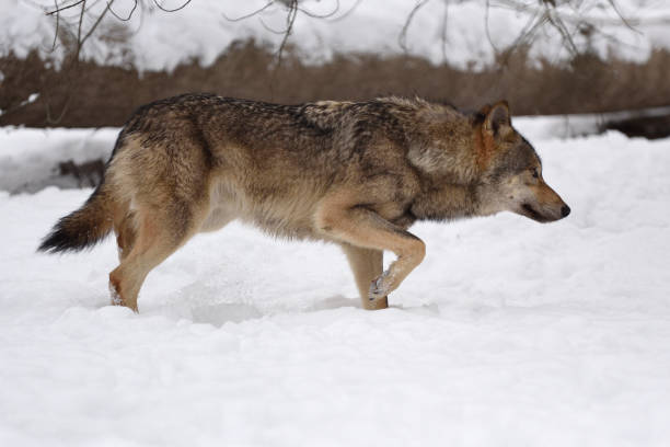 istock Timber wolf hunting in the forest 1083638060