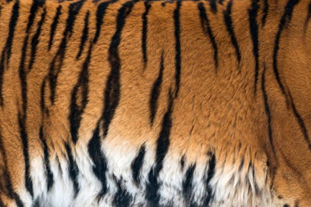 istock Animal skins texture of Tiger 1083638064