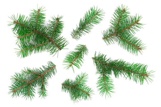 istock Fir tree branch isolated on white background. Christmas background. Top view 1083642498