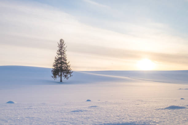 A single Christmas tree under the sunset and hills of white shinny snow. A single Christmas tree under the sunset and hills of white shinny snow. A stand alone tree on the on the white snowy ground with soft light from the sun shining onto the earth. Beautiful nature biei town stock pictures, royalty-free photos & images