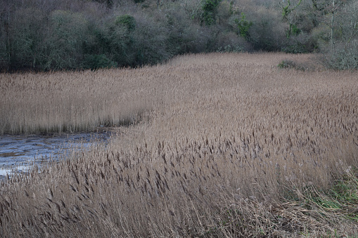 Reed beds River Helford Cornwall