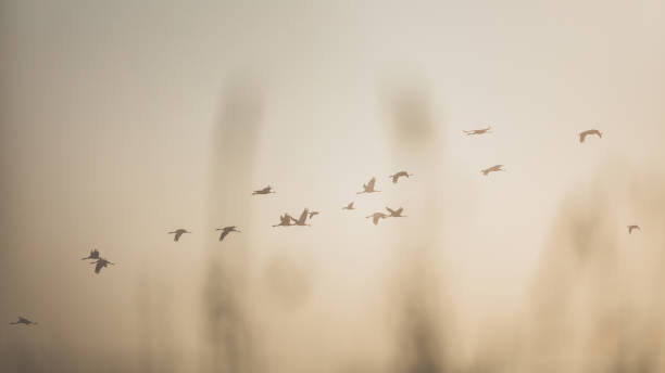 istock Bird migration of common crane group in the sky ( Grus Grus ) 1083644424