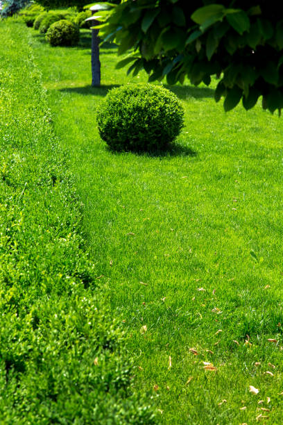 istock Vertical background with green plants from bushes and trees and with free copy space for text on the background of green grass. 1083646692