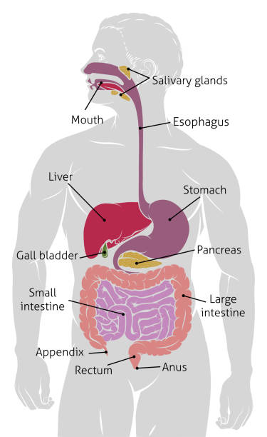 Human Gut Digestive System Gastrointestinal Tract An anatomical human gut digestive system gastrointestinal tract diagram human digestive system illustrations stock illustrations