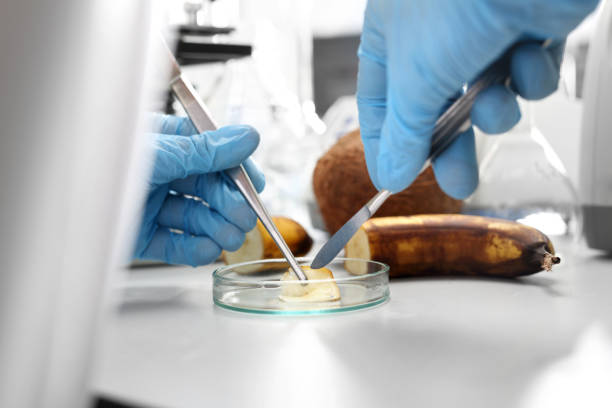 laboratory, food testing. - medical sample imagens e fotografias de stock