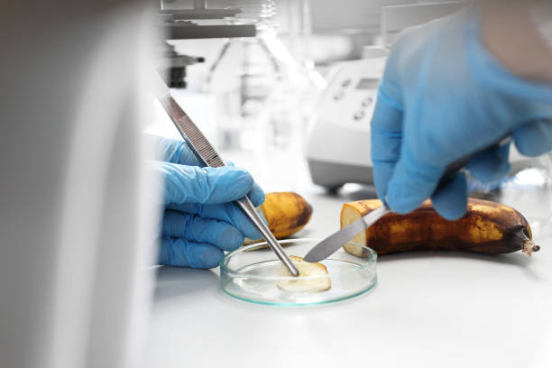 microbiological examination of food in the laboratory. - medical sample imagens e fotografias de stock