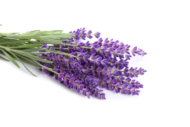 istock Bouquet of lavender. 1083649760