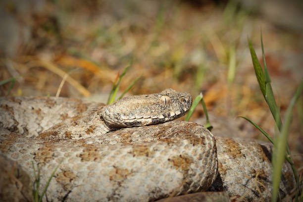 istock Macrovipera lebetina schweizeri portrait 1083650196