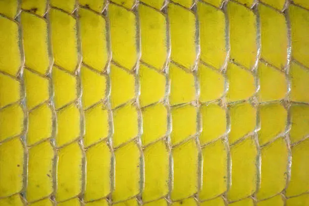 Photo of macro image of green lizard abdomen scales