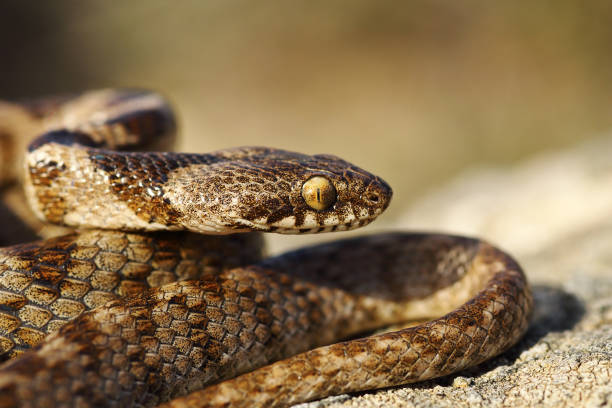 istock portrait of juvenile cat snake 1083650370