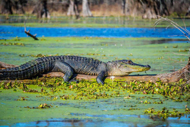 un gran cocodrilo en abbeville, louisiana - caimán fotografías e imágenes de stock