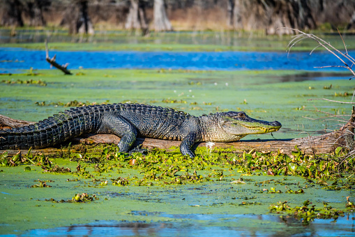 Alligators survive in a marsh along the gulf coast of Texas