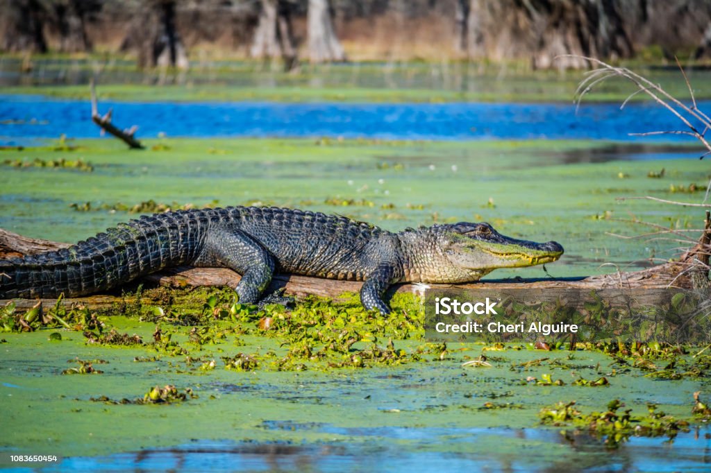 A large American Crocodile in Abbeville, Louisiana A reptilian with a sharp snout relaxing in a big log of Cajun Swamp Tours Louisiana Stock Photo