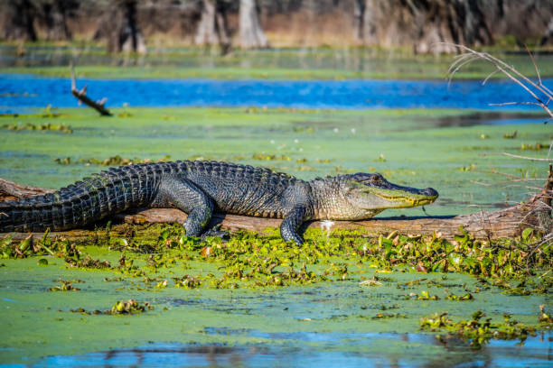 A large American Crocodile in Abbeville, Louisiana A reptilian with a sharp snout relaxing in a big log of Cajun Swamp Tours crocodile photos stock pictures, royalty-free photos & images