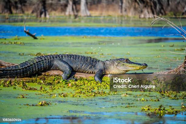 A Large American Crocodile In Abbeville Louisiana Stock Photo - Download Image Now - Louisiana, Alligator, Swamp