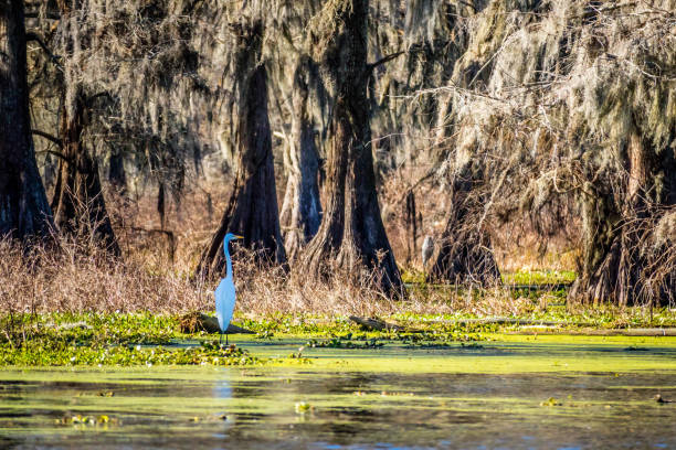A portrait shot of a large common bird chilling around the park of Cajun Swamp Tours