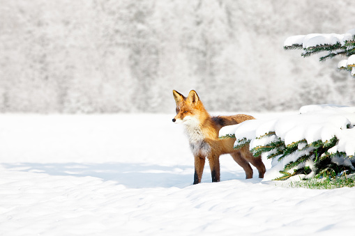 Fox behind green Christmas tree on white snowy background. Canon 1Ds Mark III