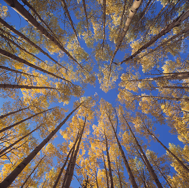 istock Aspen trees in Colorado, USA 108365136