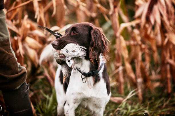 Dog with Hunt prey in the mouth Dog stands still with a duck in his mouth and awaits command. The dog is a: Kleiner münsterländer dog duck hunting stock pictures, royalty-free photos & images