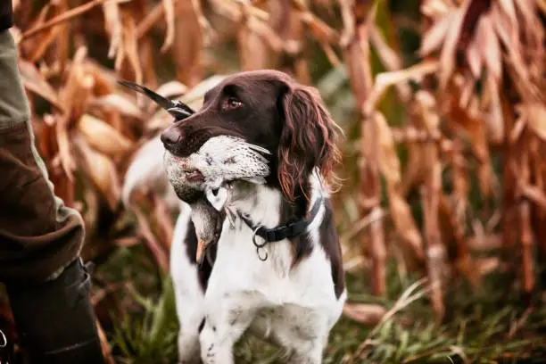 Dog stands still with a duck in his mouth and awaits command. The dog is a: Kleiner münsterländer