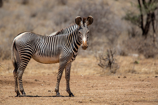 Gerevy zebra in the dry Samburu National Park in Kenya