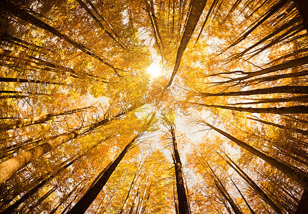 高い木々に囲まれた、低角度ショット－秋 - leaf underside ストックフォトと画像