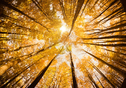 Surrounded by Tall Trees, low angle shot - Autumn season