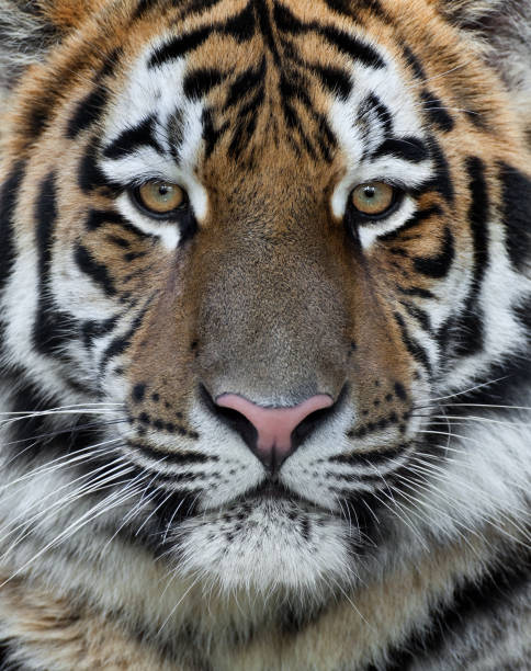 istock Male Tiger Close Up 108365412