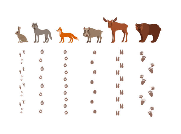 ilustrações, clipart, desenhos animados e ícones de animais da floresta com pé estampas desenho animado estilo ilustração em vetor colorido - animal track