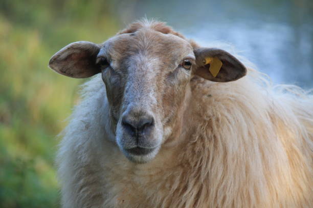 istock Sheep Mergelland macro portrait, single, close up 1083656230
