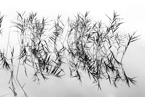 reed in water with mirroring in pond. Silhouette in monochrome - minimalism