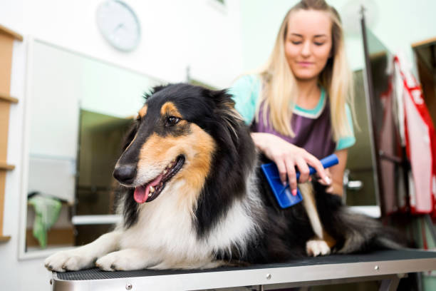 Professional Dog Groomer with Rough Collie dog